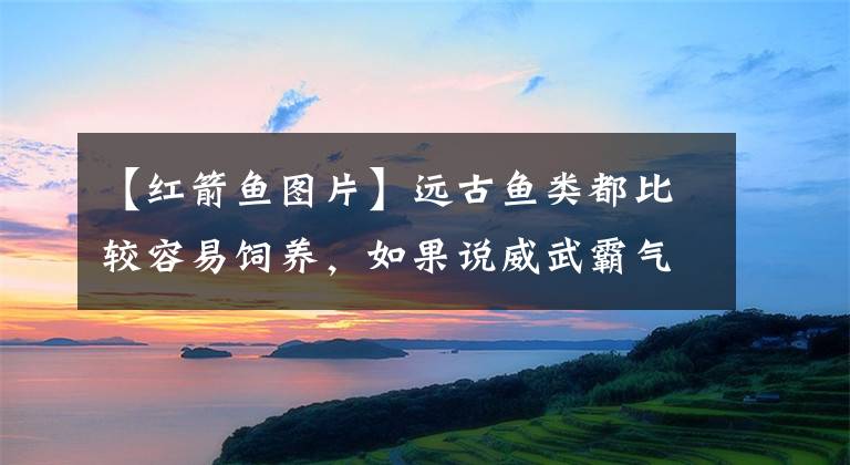 【红箭鱼图片】远古鱼类都比较容易饲养，如果说威武霸气的，只有恐龙鱼了