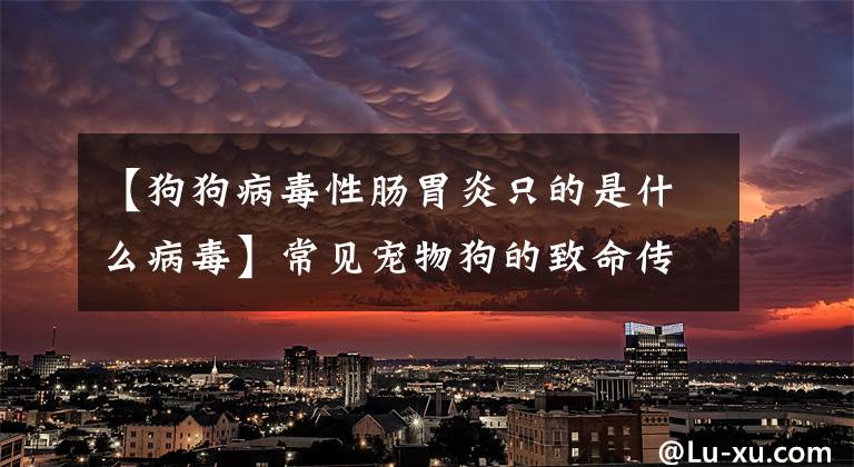 【狗狗病毒性肠胃炎只的是什么病毒】常见宠物狗的致命传染病