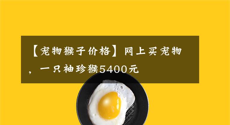 【宠物猴子价格】网上买宠物,一只袖珍猴5400元