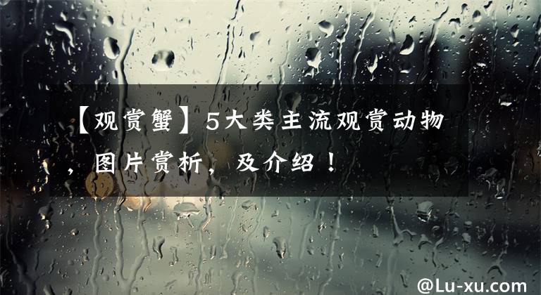 【观赏蟹】5大类主流观赏动物,图片赏析,及介绍!