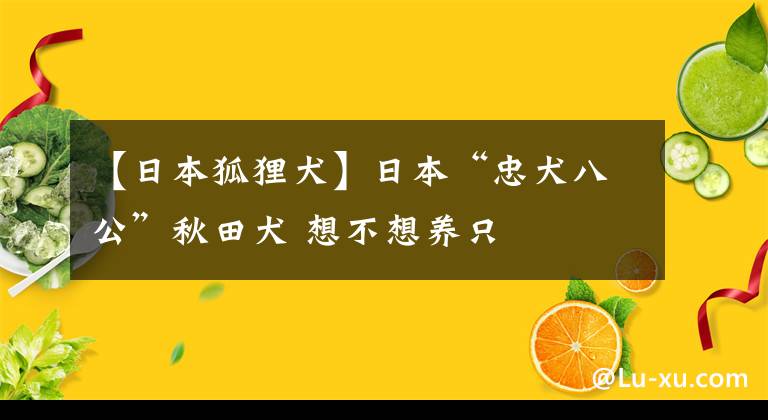 【日本狐狸犬】日本“忠犬八公”秋田犬 想不想养只