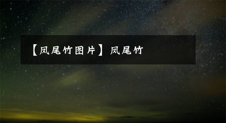 【凤尾竹图片】凤尾竹