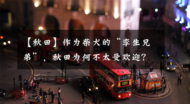 【秋田】作为柴犬的“孪生兄弟”,秋田为何不太受欢迎?细数秋田的优缺点