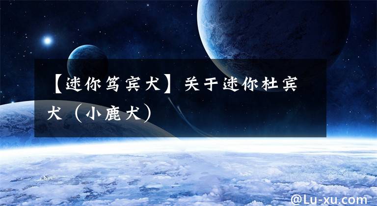 【迷你笃宾犬】关于迷你杜宾犬(小鹿犬)