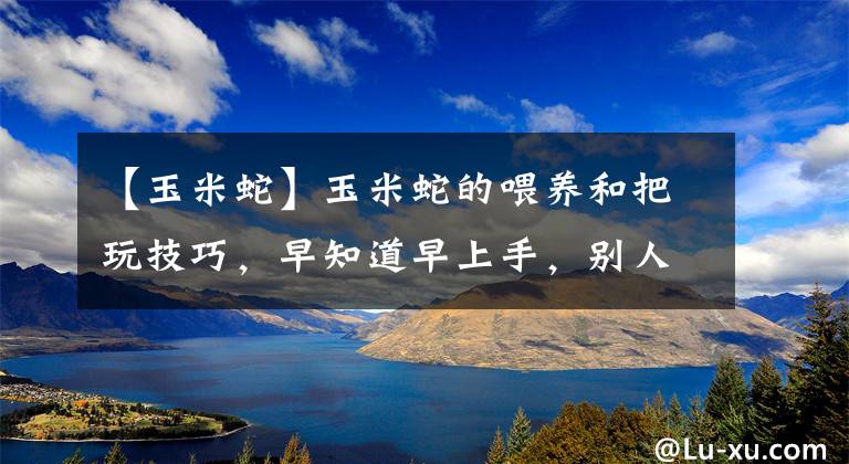 【玉米蛇】玉米蛇的喂养和把玩技巧，早知道早上手，别人戴手环你戴蛇！