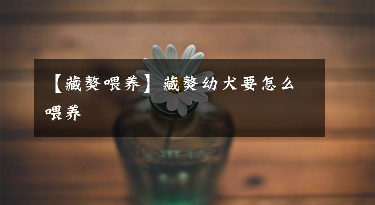 【藏獒喂养】藏獒幼犬要怎么喂养