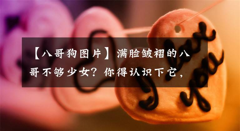 【八哥狗图片】满脸皱褶的八哥不够少女？你得认识下它，让你知道什么叫少女心