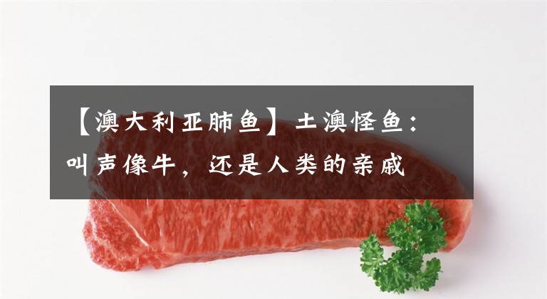 【澳大利亚肺鱼】土澳怪鱼：叫声像牛，还是人类的亲戚