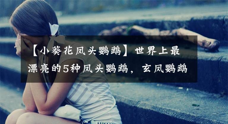 【小葵花凤头鹦鹉】世界上最漂亮的5种凤头鹦鹉，玄凤鹦鹉第5名，第1名没人能想到