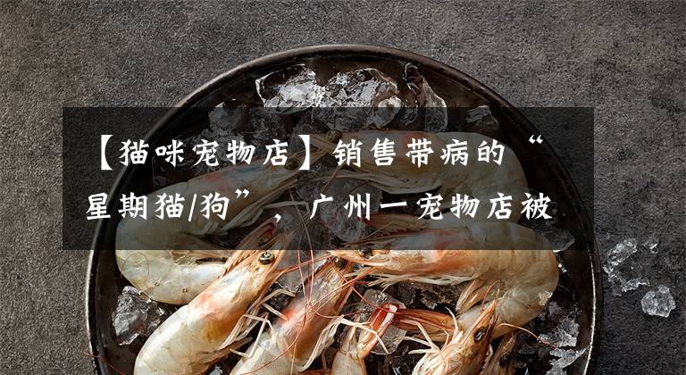 【猫咪宠物店】销售带病的“星期猫/狗”，广州一宠物店被罚款51.5万元