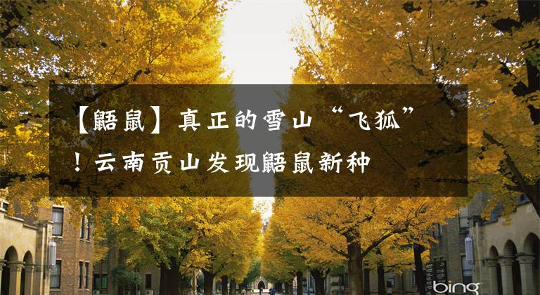 【鼯鼠】真正的雪山“飞狐”！云南贡山发现鼯鼠新种