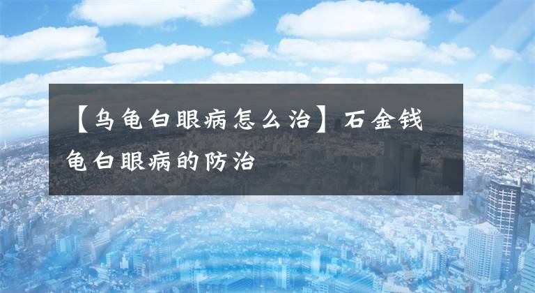 【乌龟白眼病怎么治】石金钱龟白眼病的防治