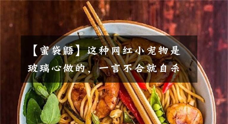 【蜜袋鼯】这种网红小宠物是玻璃心做的，一言不合就自杀，事实真的如此吗？