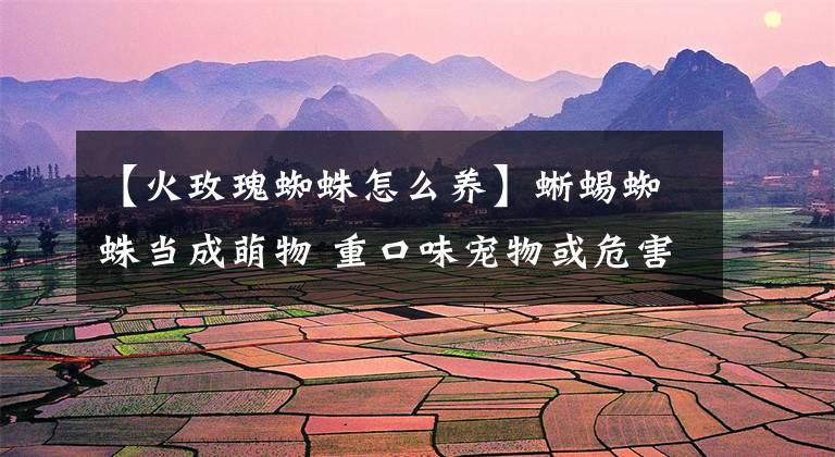 【火玫瑰蜘蛛怎么养】蜥蜴蜘蛛当成萌物 重口味宠物或危害健康(图)