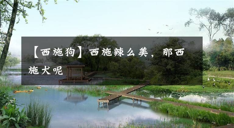 【西施狗】西施辣么美，那西施犬呢
