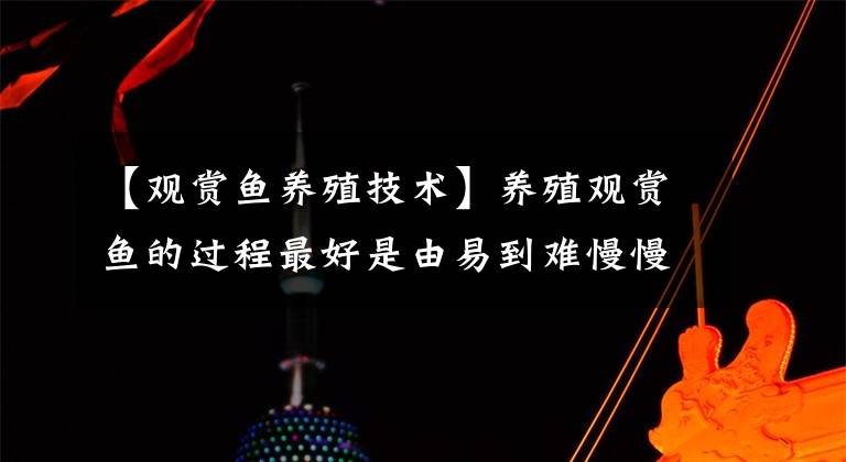 【观赏鱼养殖技术】养殖观赏鱼的过程最好是由易到难慢慢的来!