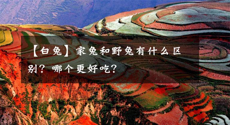 【白兔】家兔和野兔有什么区别？哪个更好吃？