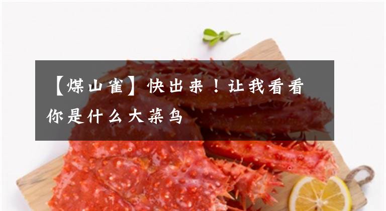 【煤山雀】快出来！让我看看你是什么大菜鸟