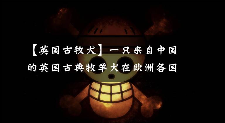 【英国古牧犬】一只来自中国的英国古典牧羊犬在欧洲各国大街小巷跑跑跑