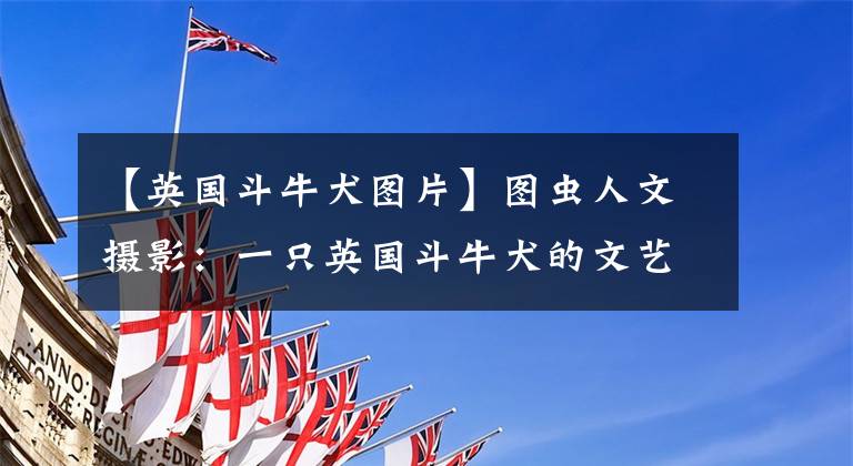 【英国斗牛犬图片】图虫人文摄影：一只英国斗牛犬的文艺范