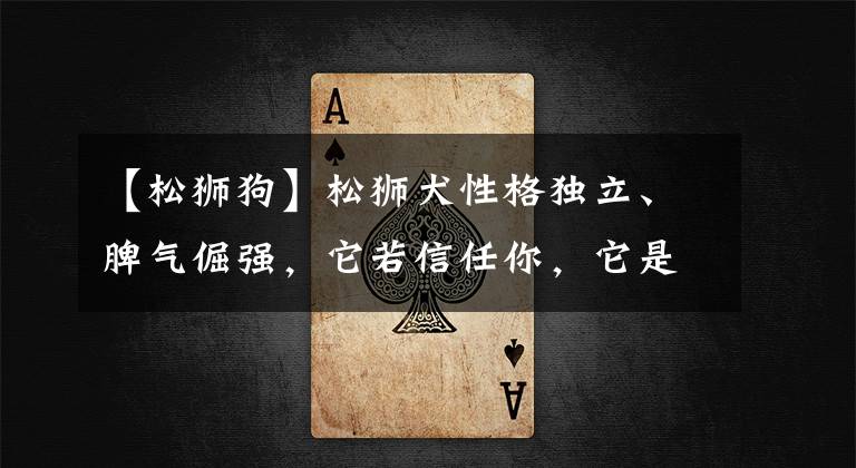 【松狮狗】松狮犬性格独立、脾气倔强，它若信任你，它是非常服从你的