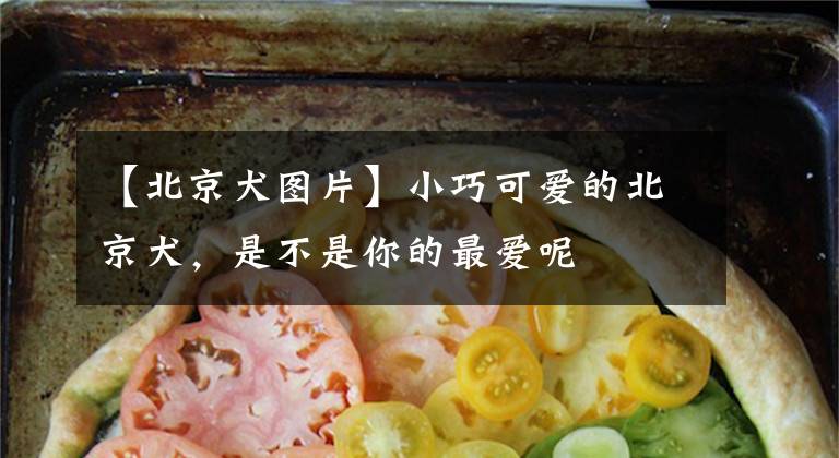 【北京犬图片】小巧可爱的北京犬，是不是你的最爱呢