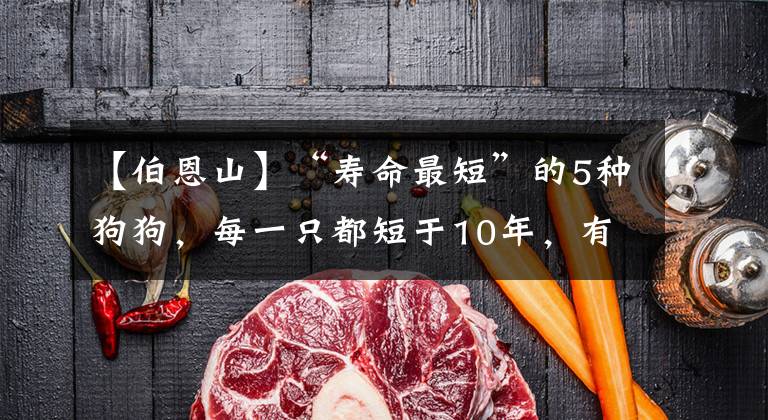 【伯恩山】“寿命最短”的5种狗狗,每一只都短于10年,有你正在养的吗?