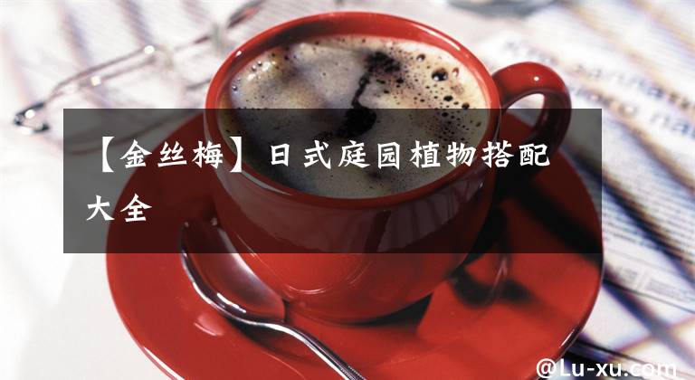 【金丝梅】日式庭园植物搭配大全