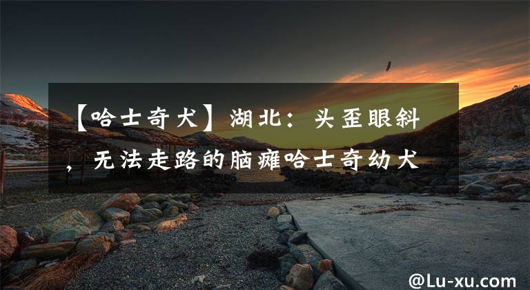 【哈士奇犬】湖北:头歪眼斜,无法走路的脑瘫哈士奇幼犬,痊愈后竟如此受欢迎