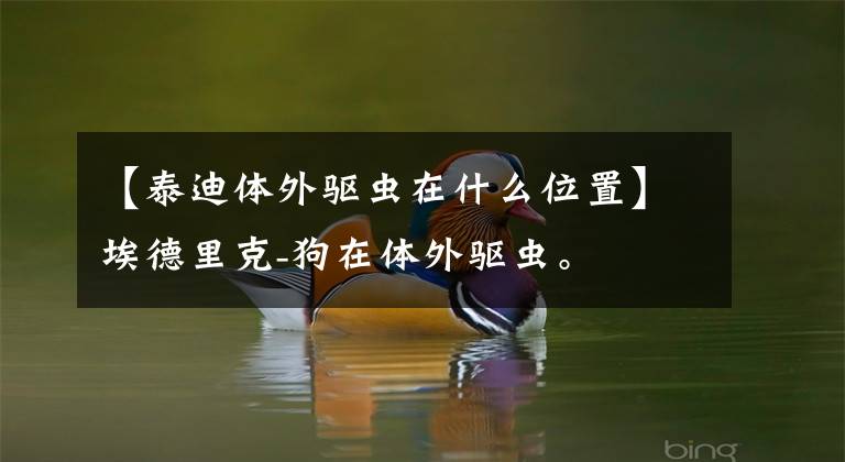 【泰迪体外驱虫在什么位置】埃德里克-狗在体外驱虫。