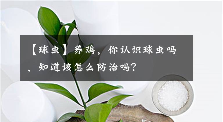 【球虫】养鸡,你认识球虫吗,知道该怎么防治吗?