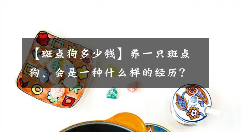 【斑点狗多少钱】养一只斑点狗，会是一种什么样的经历？