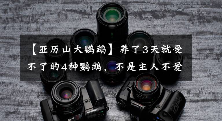 【亚历山大鹦鹉】养了3天就受不了的4种鹦鹉,不是主人不爱,是逼不得已