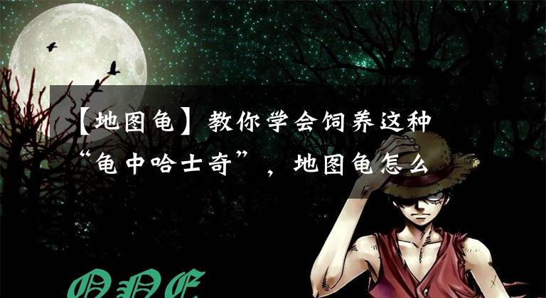 【地图龟】教你学会饲养这种“龟中哈士奇”，地图龟怎么养？