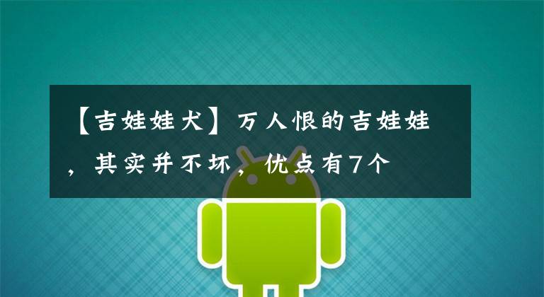 【吉娃娃犬】万人恨的吉娃娃，其实并不坏，优点有7个