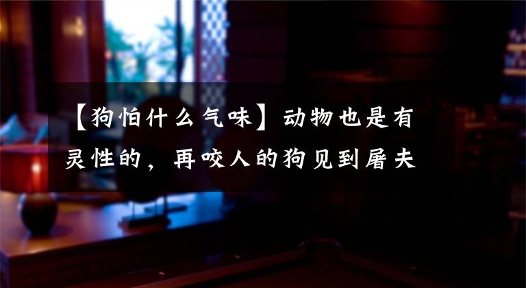【狗怕什么气味】动物也是有灵性的，再咬人的狗见到屠夫或者贩子也会怕