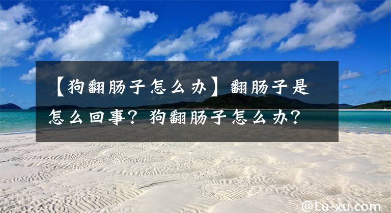 【狗翻肠子怎么办】翻肠子是怎么回事？狗翻肠子怎么办？