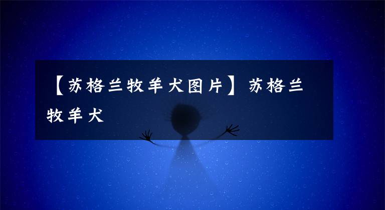 【苏格兰牧羊犬图片】苏格兰牧羊犬