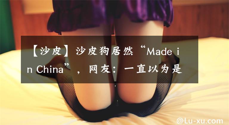 【沙皮】沙皮狗居然“Made in China”,网友:一直以为是进口犬