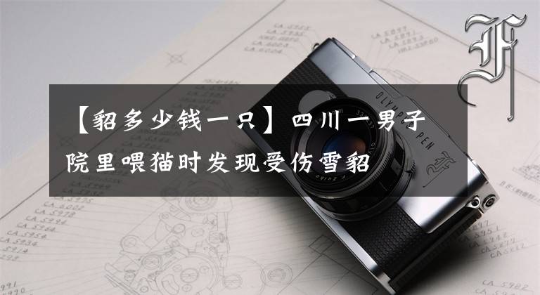 【貂多少钱一只】四川一男子院里喂猫时发现受伤雪貂