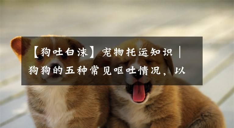【狗吐白沫】宠物托运知识｜狗狗的五种常见呕吐情况，以及处理方法