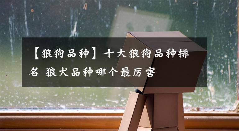 【狼狗品种】十大狼狗品种排名 狼犬品种哪个最厉害