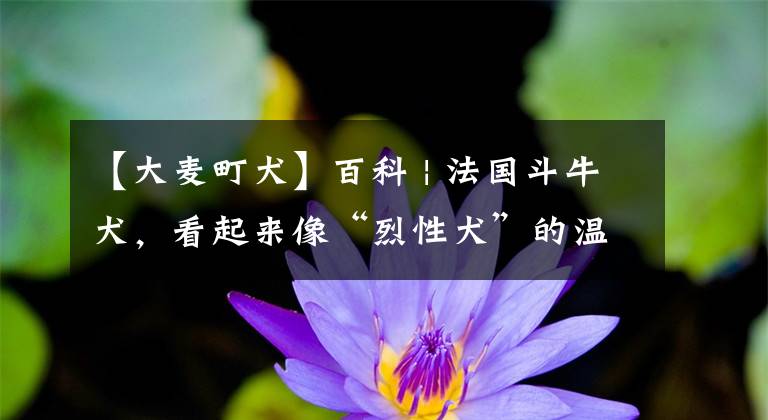 【大麦町犬】百科 | 法国斗牛犬,看起来像“烈性犬”的温柔奶油狗