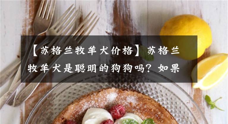 【苏格兰牧羊犬价格】苏格兰牧羊犬是聪明的狗狗吗?如果你也有这个疑问...