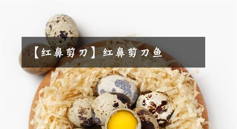 【红鼻剪刀】红鼻剪刀鱼