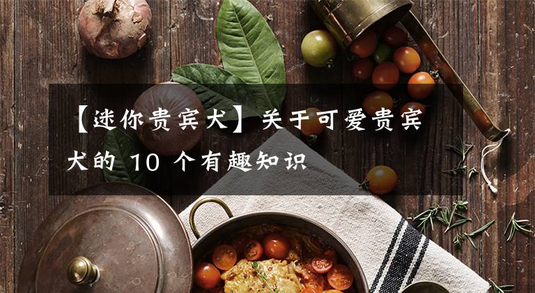【迷你贵宾犬】关于可爱贵宾犬的 10 个有趣知识