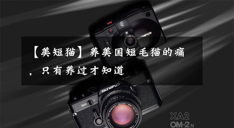 【美短猫】养美国短毛猫的痛，只有养过才知道