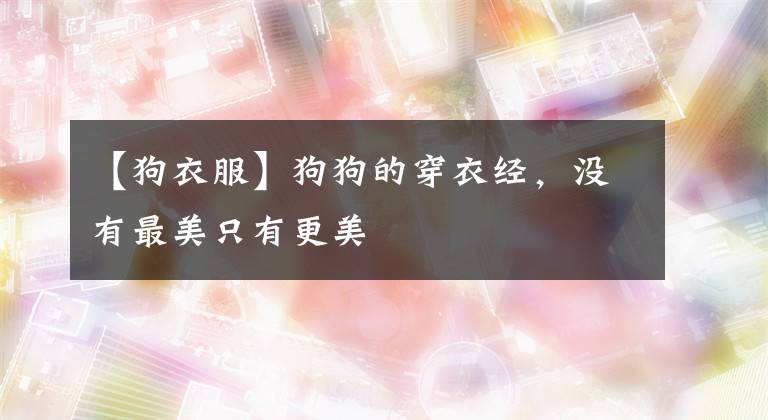 【狗衣服】狗狗的穿衣经,没有最美只有更美