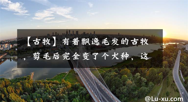 【古牧】有着飘逸毛发的古牧,剪毛后完全变了个犬种,这样你还认识吗?