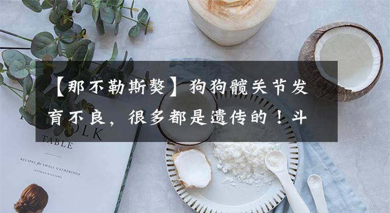 【那不勒斯獒】狗狗髋关节发育不良，很多都是遗传的！斗牛犬要特别小心